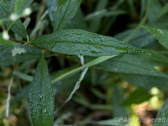 Leaf